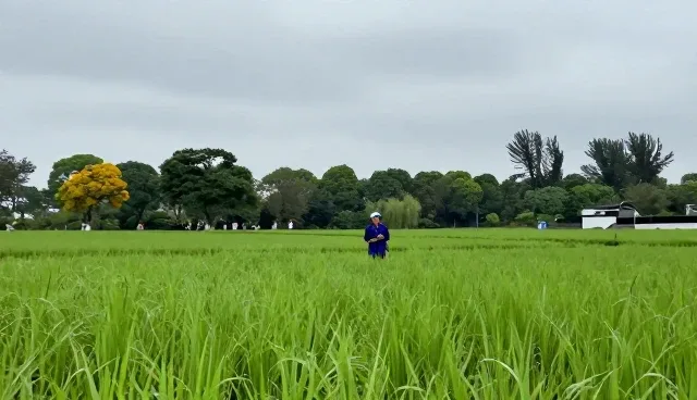 短视频运营中的内容转化策略与行业趋势